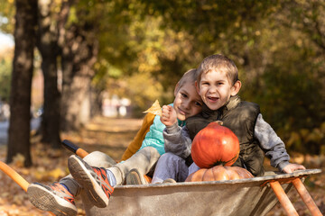 Fototapeta premium Kids have fun in the wheelbarrow with pumpkins