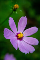 Fototapeta premium flower in the garden