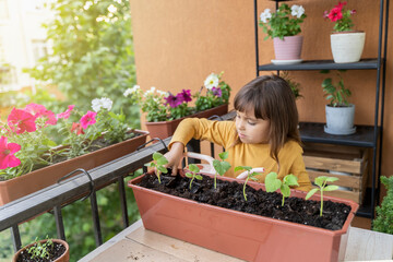 Little girl gardener plants cucumber seedlings at home on the balcony. Child grows seedlings of...