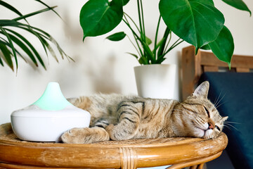 Tabby cat sleeping near home air humidifier or essential oil diffuser cleaning air and vaporizing...