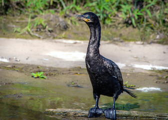 Neotropic Cormorant in Clear Creek along the Shadow Creek Ranch Nature Trail in Pearland, Texas!