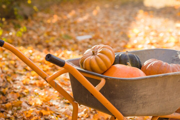Orange pumpkins in the wheelbarrow stying on the autumnal maple leaves.