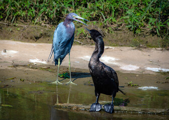 Little Blue Heron and a Neotropic Cormorant socializing along the Shadow Creek Ranch Nature Trail in Pearland, Texas!
