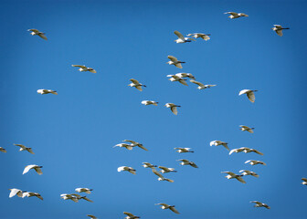 A flock of Cattle Egret taking to the sky!