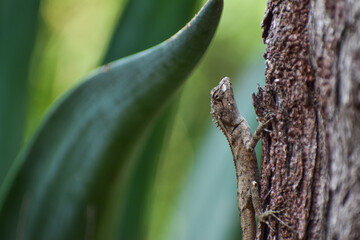 Closeup shot of Indian chameleon climbing on tree in forest © deep