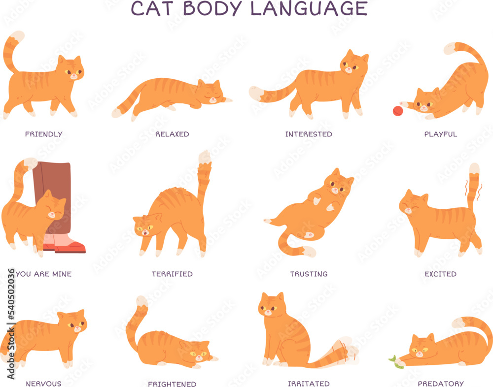 Wall mural cats language. cat body expression feeling, behavior pet tail action animal feline emotions poses fe