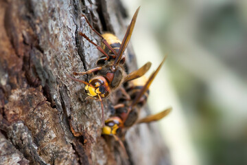 Hornets (Vespa crabro) feeds on the juice of the pear tree.