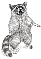 Vintage engrave isolated raccoon set illustration cut ink sketch. Wild pet background line racoon art