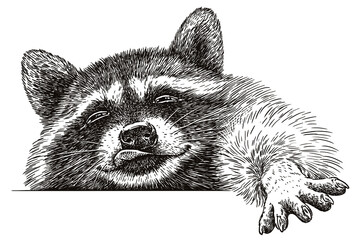 Vintage engrave isolated raccoon set illustration cut ink sketch. Wild pet background line racoon art © Turaev