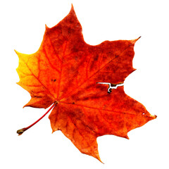 Red and yellow cracked maple leaf isolated on white
