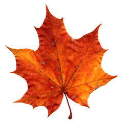 Colorful red maple leaf isolated on white