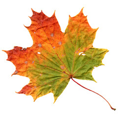 Realistic multicolored autumn maple leaf isolated on white