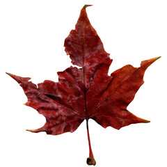 Cracked dark red autumn maple leaf isolated on white 