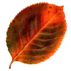 Multicolored decorative realistic autumn leaf isolated on white. Autumn leaf of green, orange,...