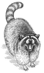 Vintage engrave isolated raccoon set illustration cut ink sketch. Wild pet background line racoon art © Turaev