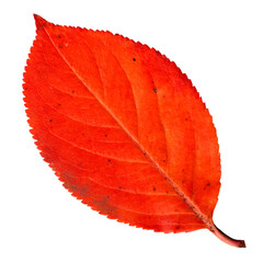 Decorative bright red autumn leaf isolated on white