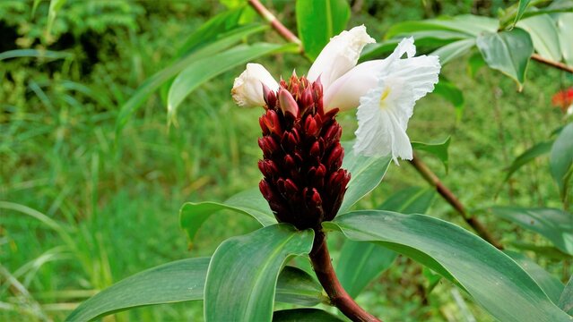 Beautiful flowers of Cheilocostus speciosus also known as Cane reed, Malay, Spiral, Wild Ginger, Crepe ginger, Costus.