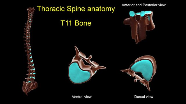 Thoracic spine T 11 bone anatomy for medical concept 3D animation