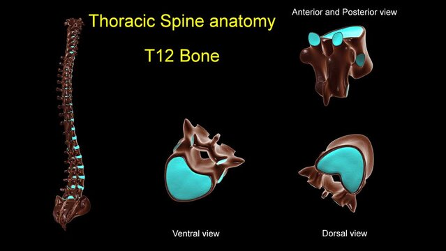 Thoracic spine T 12 bone anatomy for medical concept 3D animation