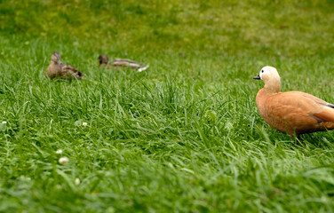 Mandarin duck on green grass. Beautiful wild duck with orange-brown plumage.