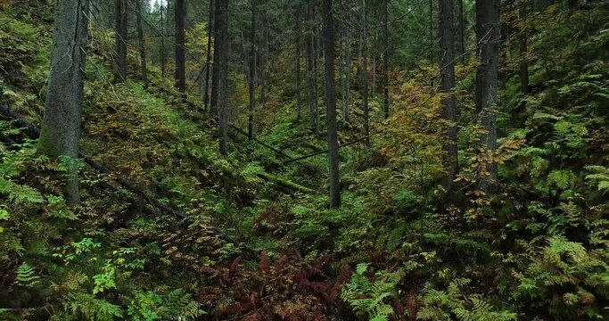 A slow pull back shot of an old-growth forest growing in a valley in Northern Finland near Kuopio	