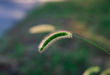 Dog's tail in the sun