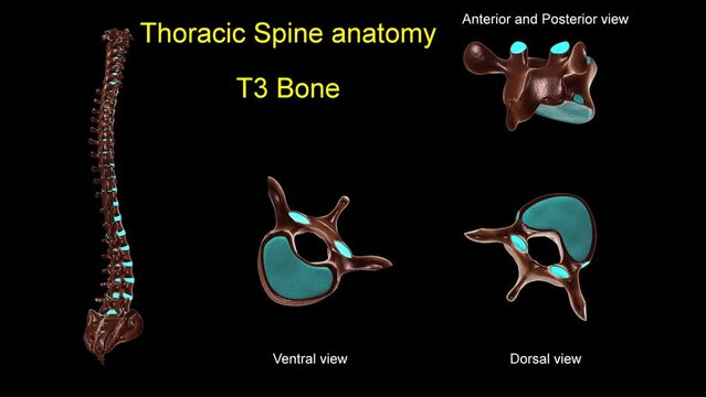 Thoracic spine T 3 bone anatomy for medical concept 3D animation