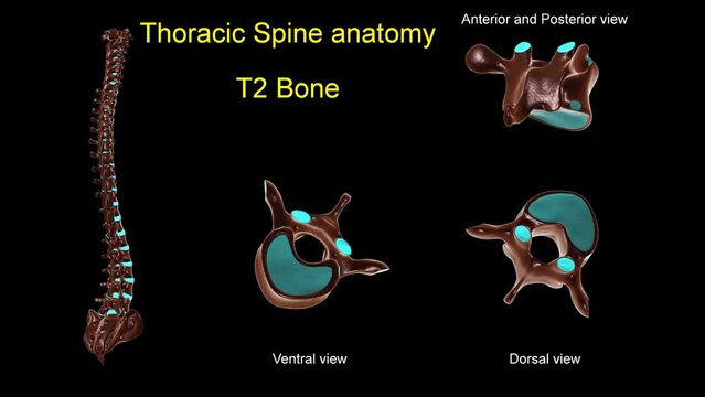 Thoracic spine T 2 bone anatomy for medical concept 3D animation