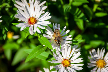 Meylan France 10 2022 little bee on daisy