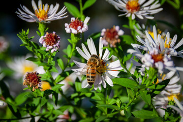 Meylan France 10 2022 little bee on daisy