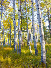 Obraz premium aspen trees in the autumn season near Sisters Oregon