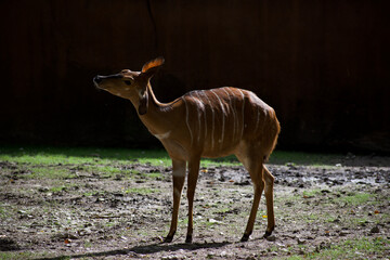 A striped deer standing up looking up