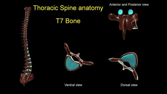 Thoracic spine T 7 bone anatomy for medical concept 3D animation