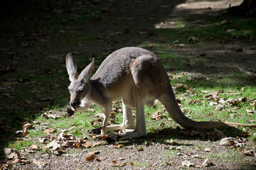 Naklejka na ściany i meble A single kangaroo munching on leaves
