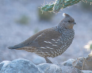 Blue quail under cactus