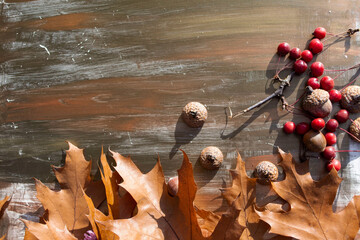 autumn leaves, berries, acorns