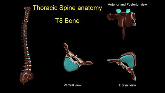 Thoracic spine T 8 bone anatomy for medical concept 3D animation