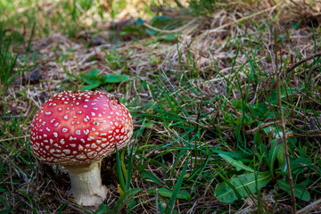 Lans En Vercors 10 2022 hiking on the heights of Lans en Vercors,picture of a poisonous mushroom,...