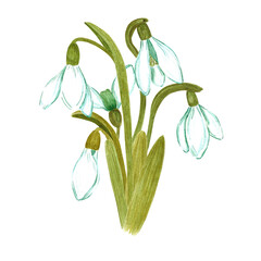 Hand drawn watercolor snowdrop flowers and leaves composition on white background. Can be used for textile, Scrapbook design, banner, greeting card, invitation.