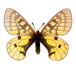 Yellow butterfly isolated on white, Parnassius eversmanni macro close up, collection butterflies, papilionidae, lepidoptera