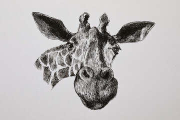 Portrait of a cute giraffe. Modern sketch of a cartoon giraffe head © Yurii
