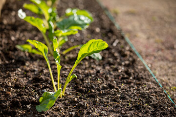 jeune pousse de salade dans la terre d'un jardin potager.