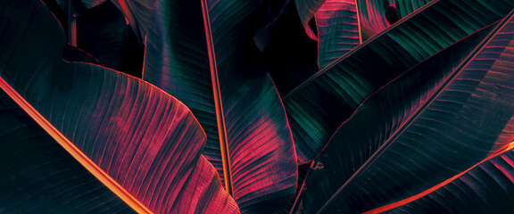 Tropical banana leaf background, dark toned