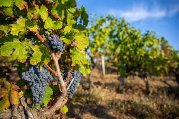 Grappe de raisin noir dans les vignes avant les vendanges d'automne.