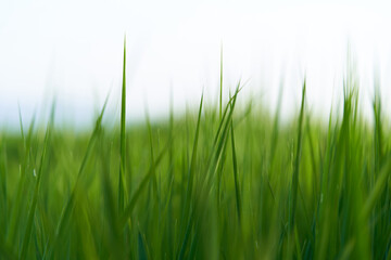 Peace of mind concept. Detail of green grass leaves