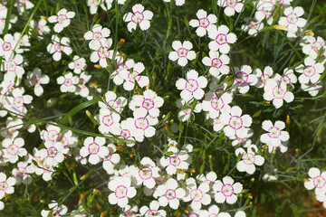 Lots of white small flowers with a crimson center of maiden pink or Dianthus deltoides.