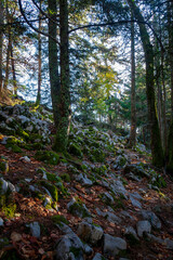 Le Sappey en Chartreuse 10 2022 sunbeams through the trees of the forest