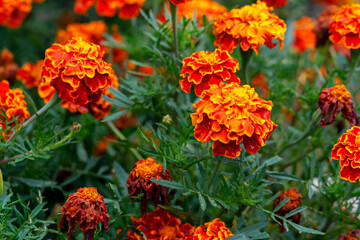 Beautiful tagetes flowers on a flowerbed in a city park	