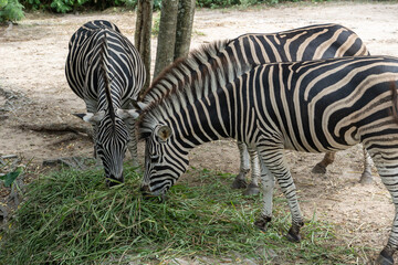 Fototapeta na wymiar Zebras eating grass ,Animal conservation and protecting ecosystems concept.