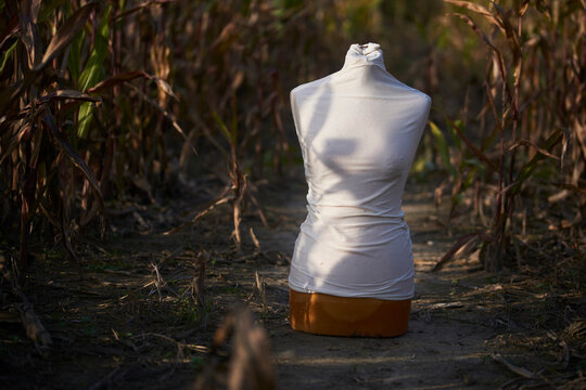 Spooky mannequin standing in a corn field.
